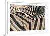 Namibia, Etosha National Park. Close-up of zebras.-Jaynes Gallery-Framed Premium Photographic Print