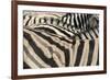 Namibia, Etosha National Park. Close-up of zebras.-Jaynes Gallery-Framed Premium Photographic Print