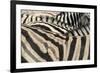 Namibia, Etosha National Park. Close-up of zebras.-Jaynes Gallery-Framed Premium Photographic Print