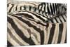 Namibia, Etosha National Park. Close-up of zebras.-Jaynes Gallery-Mounted Premium Photographic Print
