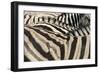 Namibia, Etosha National Park. Close-up of zebras.-Jaynes Gallery-Framed Photographic Print