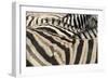 Namibia, Etosha National Park. Close-up of zebras.-Jaynes Gallery-Framed Photographic Print