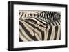 Namibia, Etosha National Park. Close-up of zebras.-Jaynes Gallery-Framed Photographic Print