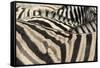 Namibia, Etosha National Park. Close-up of zebras.-Jaynes Gallery-Framed Stretched Canvas