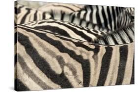 Namibia, Etosha National Park. Close-up of zebras.-Jaynes Gallery-Stretched Canvas