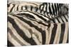 Namibia, Etosha National Park. Close-up of zebras.-Jaynes Gallery-Stretched Canvas