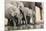 Namibia, Etosha National Park. Elephants Drinking at Waterhole-Wendy Kaveney-Mounted Premium Photographic Print