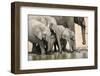 Namibia, Etosha National Park. Elephants Drinking at Waterhole-Wendy Kaveney-Framed Photographic Print