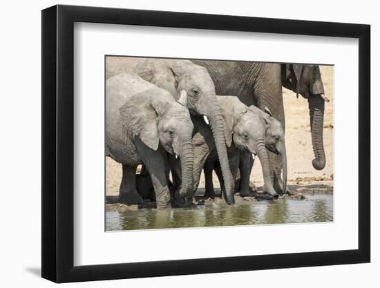 Namibia, Etosha National Park. Elephants Drinking at Waterhole-Wendy Kaveney-Framed Photographic Print