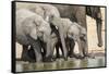 Namibia, Etosha National Park. Elephants Drinking at Waterhole-Wendy Kaveney-Framed Stretched Canvas