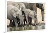 Namibia, Etosha National Park. Elephants Drinking at Waterhole-Wendy Kaveney-Framed Photographic Print