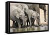 Namibia, Etosha National Park. Elephants Drinking at Waterhole-Wendy Kaveney-Framed Stretched Canvas