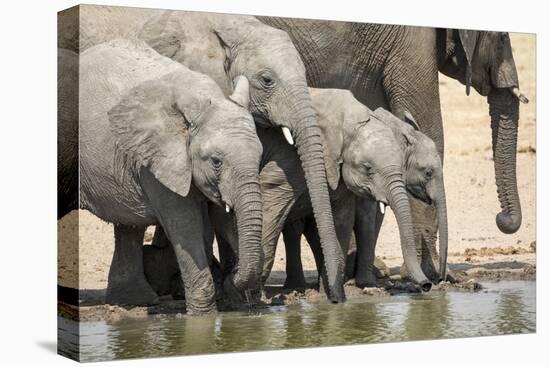 Namibia, Etosha National Park. Elephants Drinking at Waterhole-Wendy Kaveney-Stretched Canvas