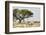 Namibia, Etosha National Park. Five Oryx and Tree-Wendy Kaveney-Framed Photographic Print