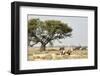 Namibia, Etosha National Park. Five Oryx and Tree-Wendy Kaveney-Framed Photographic Print