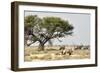 Namibia, Etosha National Park. Five Oryx and Tree-Wendy Kaveney-Framed Photographic Print