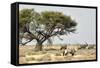 Namibia, Etosha National Park. Five Oryx and Tree-Wendy Kaveney-Framed Stretched Canvas