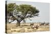 Namibia, Etosha National Park. Five Oryx and Tree-Wendy Kaveney-Stretched Canvas