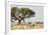 Namibia, Etosha National Park. Five Oryx and Tree-Wendy Kaveney-Framed Photographic Print