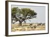 Namibia, Etosha National Park. Five Oryx and Tree-Wendy Kaveney-Framed Photographic Print