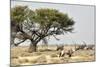 Namibia, Etosha National Park. Five Oryx and Tree-Wendy Kaveney-Mounted Photographic Print