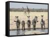 Namibia, Etosha National Park. Five Zebras and Giraffes at Waterhole-Wendy Kaveney-Framed Stretched Canvas