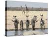 Namibia, Etosha National Park. Five Zebras and Giraffes at Waterhole-Wendy Kaveney-Stretched Canvas