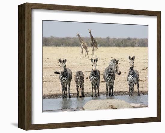 Namibia, Etosha National Park. Five Zebras and Giraffes at Waterhole-Wendy Kaveney-Framed Photographic Print