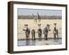 Namibia, Etosha National Park. Five Zebras and Giraffes at Waterhole-Wendy Kaveney-Framed Photographic Print