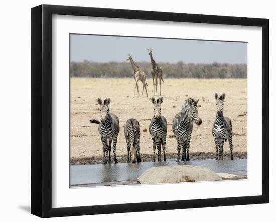 Namibia, Etosha National Park. Five Zebras and Giraffes at Waterhole-Wendy Kaveney-Framed Photographic Print