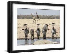 Namibia, Etosha National Park. Five Zebras and Giraffes at Waterhole-Wendy Kaveney-Framed Photographic Print