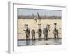 Namibia, Etosha National Park. Five Zebras and Giraffes at Waterhole-Wendy Kaveney-Framed Photographic Print