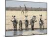 Namibia, Etosha National Park. Five Zebras and Giraffes at Waterhole-Wendy Kaveney-Mounted Photographic Print