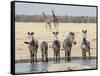 Namibia, Etosha National Park. Five Zebras and Giraffes at Waterhole-Wendy Kaveney-Framed Stretched Canvas