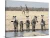 Namibia, Etosha National Park. Five Zebras and Giraffes at Waterhole-Wendy Kaveney-Stretched Canvas