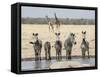 Namibia, Etosha National Park. Five Zebras and Giraffes at Waterhole-Wendy Kaveney-Framed Stretched Canvas