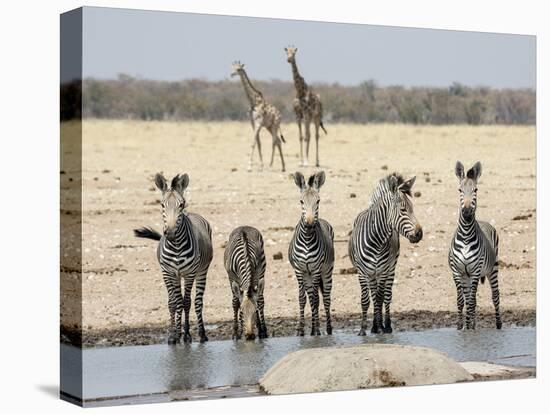 Namibia, Etosha National Park. Five Zebras and Giraffes at Waterhole-Wendy Kaveney-Stretched Canvas