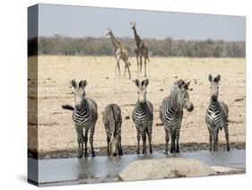 Namibia, Etosha National Park. Five Zebras and Giraffes at Waterhole-Wendy Kaveney-Stretched Canvas