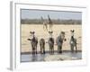 Namibia, Etosha National Park. Five Zebras and Giraffes at Waterhole-Wendy Kaveney-Framed Photographic Print