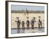 Namibia, Etosha National Park. Five Zebras and Giraffes at Waterhole-Wendy Kaveney-Framed Photographic Print