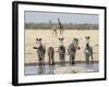 Namibia, Etosha National Park. Five Zebras and Giraffes at Waterhole-Wendy Kaveney-Framed Photographic Print