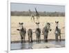 Namibia, Etosha National Park. Five Zebras and Giraffes at Waterhole-Wendy Kaveney-Framed Photographic Print