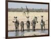 Namibia, Etosha National Park. Five Zebras and Giraffes at Waterhole-Wendy Kaveney-Framed Photographic Print