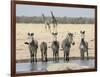 Namibia, Etosha National Park. Five Zebras and Giraffes at Waterhole-Wendy Kaveney-Framed Photographic Print