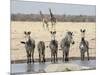 Namibia, Etosha National Park. Five Zebras and Giraffes at Waterhole-Wendy Kaveney-Mounted Photographic Print