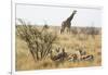 Namibia, Etosha National Park. Giraffe and Springboks-Wendy Kaveney-Framed Photographic Print