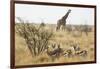 Namibia, Etosha National Park. Giraffe and Springboks-Wendy Kaveney-Framed Photographic Print