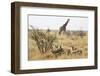 Namibia, Etosha National Park. Giraffe and Springboks-Wendy Kaveney-Framed Photographic Print