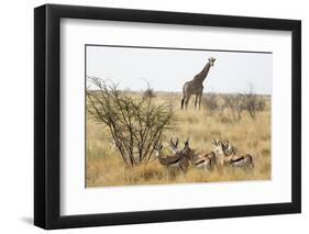 Namibia, Etosha National Park. Giraffe and Springboks-Wendy Kaveney-Framed Photographic Print