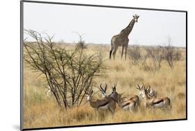 Namibia, Etosha National Park. Giraffe and Springboks-Wendy Kaveney-Mounted Photographic Print